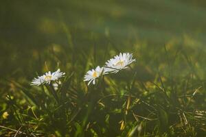 wit delicaat voorjaar bloemen madeliefje groeit in de Woud tussen groen gebladerte foto