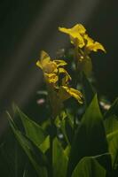 delicaat kleurrijk bloemen tussen groen bladeren lit door warm middag Turks zon foto