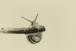 weinig beige slak met een schelp beklimming Aan een stok Aan een licht room achtergrond foto