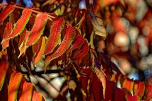 rood bladeren vormen een interessant en origineel herfst achtergrond Aan een zonnig dag foto