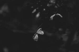 delicaat vergeten bruin bloemen in een donker herfst tuin foto