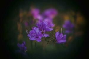 voorjaar takje van rododendron gedekt met klein Purper delicaat bloemen in de tuin foto