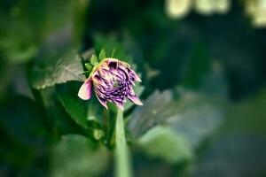 origineel Purper bloemen ze gaf groeit Aan een zomer dag in een tuin tussen groen bladeren foto