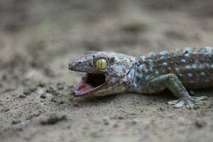 tokay gekko wandelen Aan grond Aan wazig achtergrond. foto