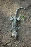 gekko wandelen Aan grond Aan wazig achtergrond. foto