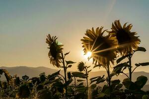 veld- bloeiend zonnebloemen Aan een zonsondergang achtergrond. silhouet van zonnebloem veld- landschap. foto