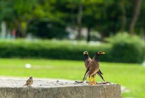 twee zwart vogelstand foto