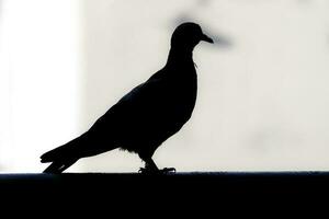 duif duif silhouet donker zwart Aan wit achtergrond foto