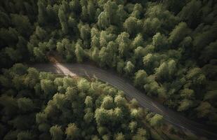 top visie van groen Woud landschap behang kunst. antenne natuur tafereel van pijnboom bomen en asfalt weg banier ontwerp. platteland pad trog naald- hout het formulier bovenstaande. generatief ai. foto