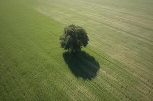 single Pruim boom in de midden- van een met gras begroeid veld. alleen boom in de midden- van een groen veld. generatief ai. foto