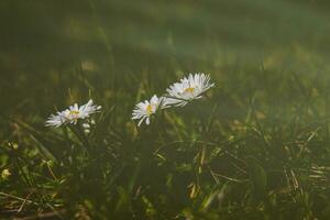 wit delicaat voorjaar bloemen madeliefje groeit in de Woud tussen groen gebladerte foto