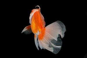 huisdier geel wit goud vis met lang bloemrijk Golf staart zwemmen in aquarium water Aan zwart achtergrond foto