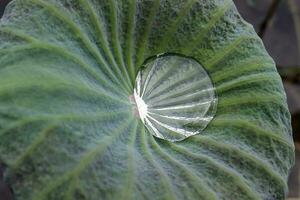 water Aan groen lotus blad foto