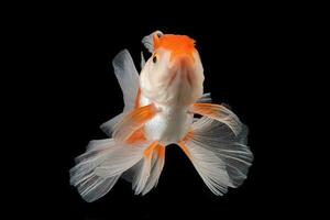 huisdier geel wit goud vis met lang bloemrijk Golf staart zwemmen in aquarium water Aan zwart achtergrond foto