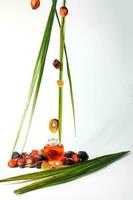 olie palm fruit Product foto