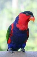 rood zwart kleurrijk papegaai parkiet foto