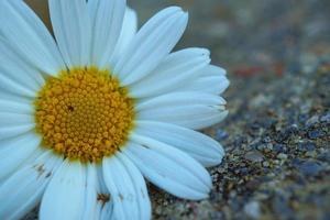 prachtige daisy flower plant in de natuur in het voorjaar foto