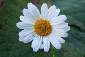 prachtige daisy flower plant in de natuur in het voorjaar foto