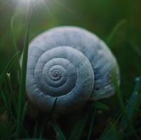 kleine witte slak in de natuur foto