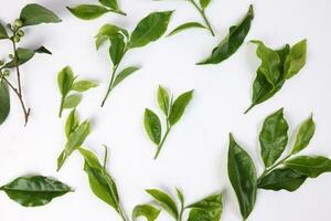 verschillend types van vers rauw groen thee blad bloem knop Aan wit achtergrond top visie foto