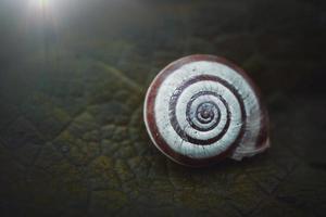 kleine witte slak in de natuur foto