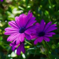 mooie roze bloem in de tuin in het voorjaar foto