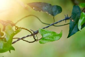 groene planten in de natuur in het voorjaar foto