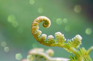 groen varenblad in de natuur in het voorjaar foto