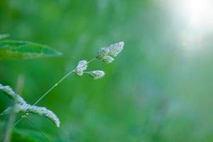 groene planten in de natuur in het voorjaar foto