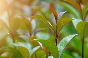 groene planten in de natuur in het voorjaar foto