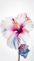 opvallend beeld van zacht kleur bloesem hibiscus bloem. generatief ai. foto