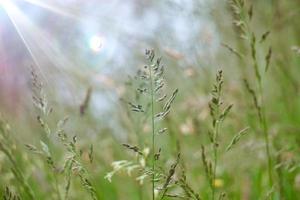 groene planten in de natuur in het voorjaar foto