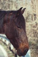 mooi bruin paard portret in de wei foto