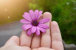 hand met een mooie roze bloem in de lente foto