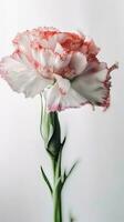 verbazingwekkend beeld van zacht kleur anjer bloem. generatief ai. foto
