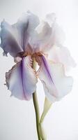 verbazingwekkend beeld van zacht kleur bloesem iris bloem. generatief ai. foto