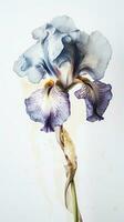 verbazingwekkend beeld van bloesem iris bloem met water druppels. generatief ai. foto