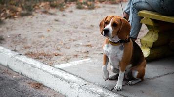 een persoon die met beaglehond in het zomerpark loopt foto