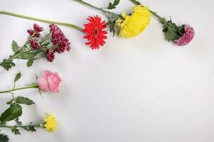 madeliefje chrysant mamma roos baby adem bloem rood geel roze Purper paars Aan wit achtergrond grens kader boeket kopiëren tekst ruimte foto