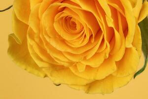 geel roos bloem detailopname macro bloemblaadjes cirkel Aan geel papier achtergrond foto