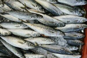 vers sardine vis Bij wekelijks straat markt foto