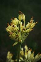 dichtbij omhoog artistiek fotografie van gemeenschappelijk sleutelbloemen primula veris in bloeien Aan donker gras wazig achtergrond foto