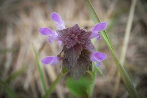 Purper bloemen Aan Purper blad fabriek ajuga reptans top naar beneden visie met bruin wazig achtergrond van een droog weide foto