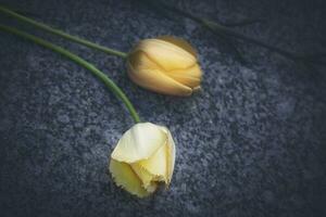 twee geel nog verschillend soorten van tulpen aan het liegen Aan grijs graniet verdieping foto