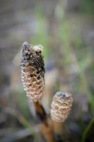 veld- paardestaart getextureerde bloemknoppen detailopname groeit Aan moeras grond selectief focus Aan wazig droog gras achtergrond foto
