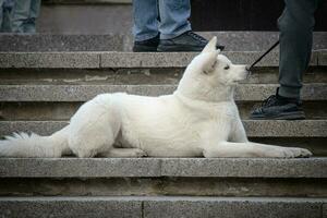 vrolijk Aziatisch hokkaido wit groot hond aan het liegen Aan graniet trap in park foto