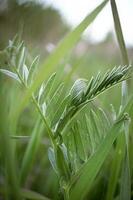 struik wikke gras zonder bloemen omringd door groen lang gras in een voorjaar weide foto