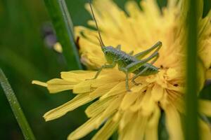 macro foto van een groen sprinkhaan voeden Aan een geel paardebloem Aan wazig groen achtergrond kant visie