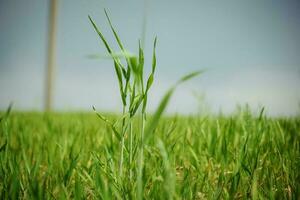 groen bladeren van sappig lang gras Aan voorjaar weide in met drie plakken uit in zonlicht kant visie foto