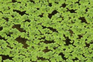 top visie azolla caroliniana geschikt voor achtergrond en behang.azolla cristata , carolina muggenvaren, carolina azolla of water fluweel foto